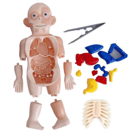 3D Puzzle Assembled Human Body Anatomy Model Educational Medical Science Toy
